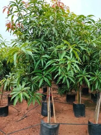 3 Years Old Kesar Mango Plants