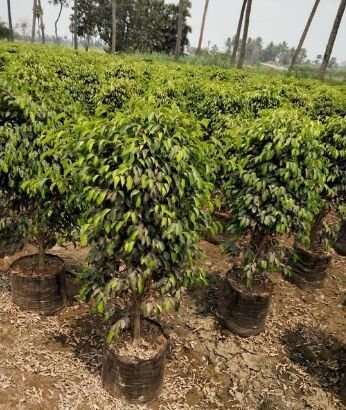 Black Ficus Plant