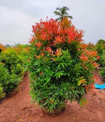 Eugenia Plants