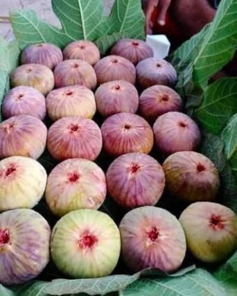 Fig Plants