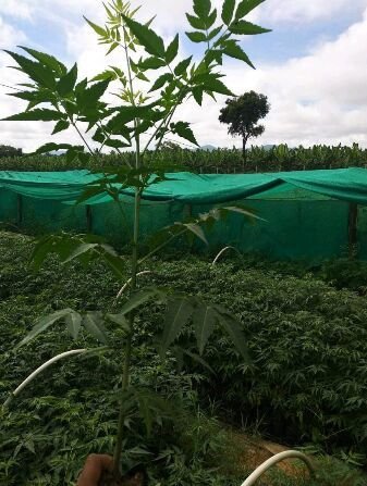 Malabar Neem Plants