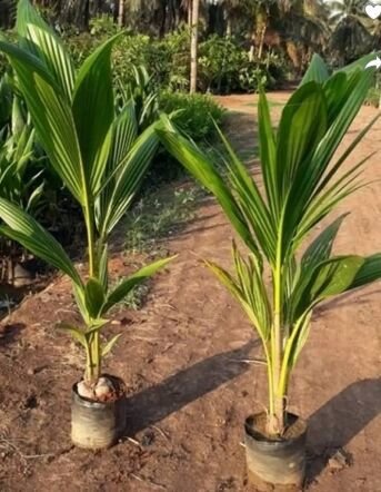 Maleshiyan Green Dwarf Coconut Plants
