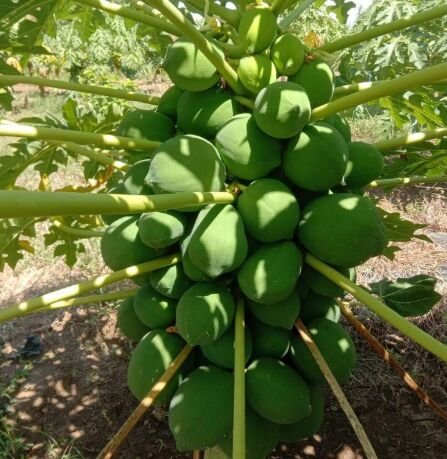 Papaya Plants