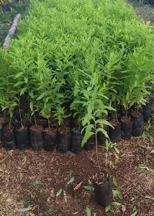 White Chandan Plants