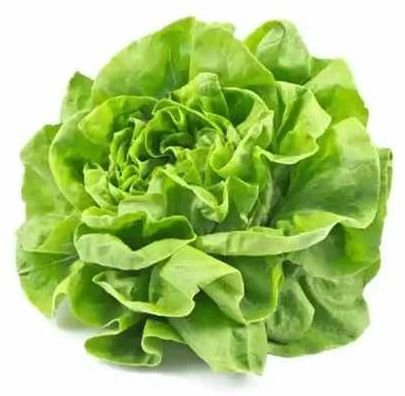 A Grade Fresh Butterhead Lettuce