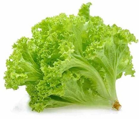 A Grade Fresh Green Lollo