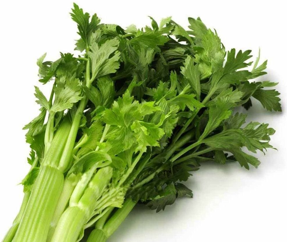 A Grade Green Fresh Celery