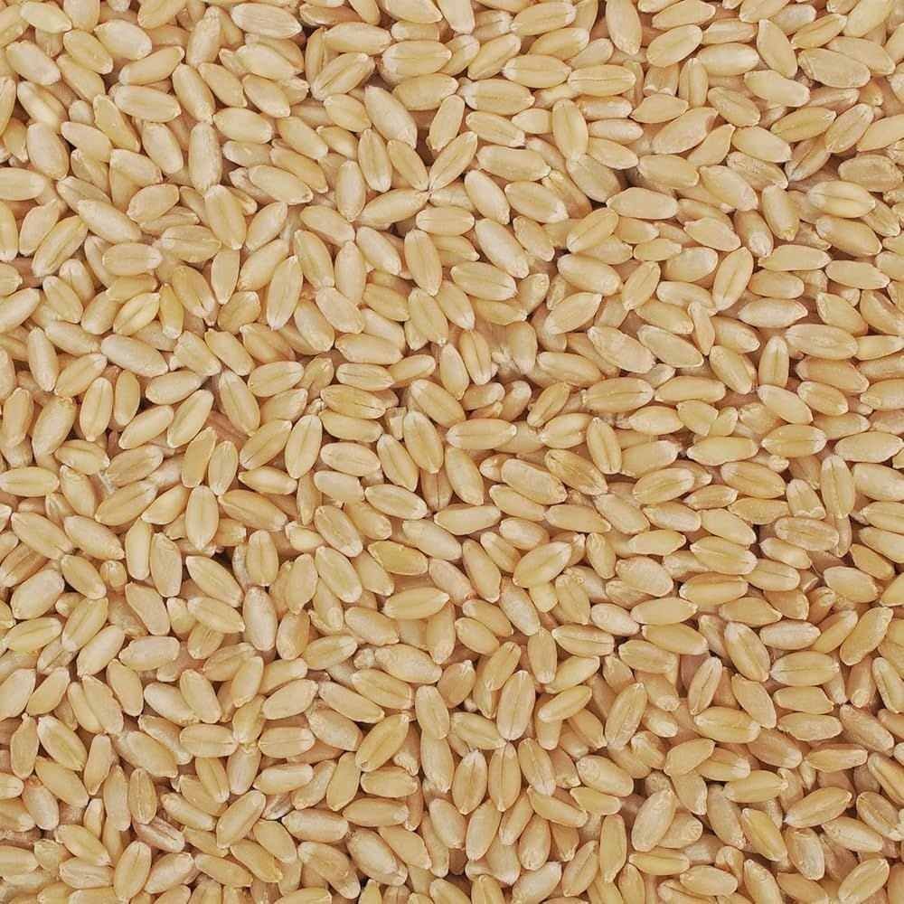 A Grade Lokwan Wheat Grain