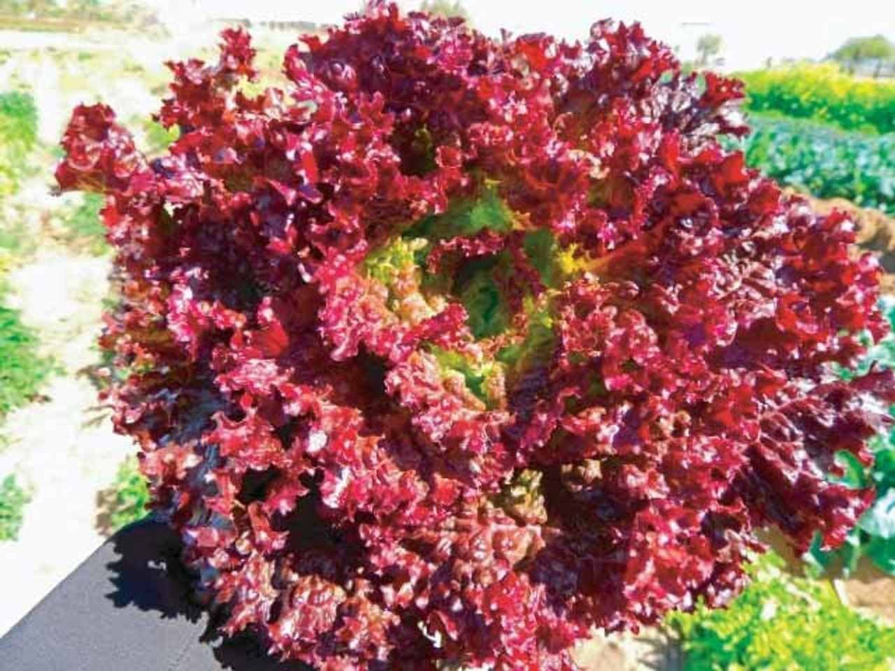 A Grade Lollo Rosso Red Lettuce
