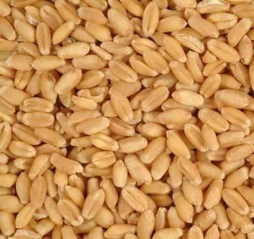 A Grade Whole Wheat Grain A Grade Whole Wheat Grain
