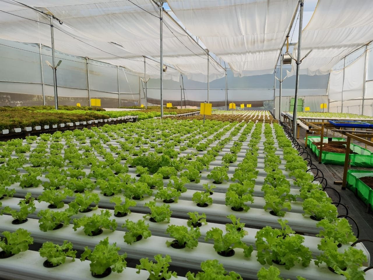 Hydroponics Turnkey Project