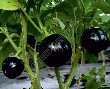 Black Beauty Brinjal Seeds Black Beauty Brinjal Seeds
