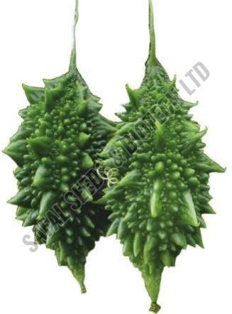 F1-Chintu Bitter Gourd Seeds F1-Chintu Bitter Gourd Seeds