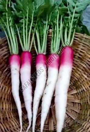 F1-George Radish Seeds F1-George Radish Seeds