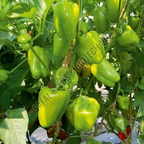 F1-Kanak Capsicum Seeds F1-Kanak Capsicum Seeds