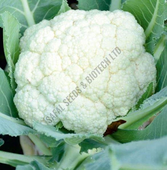 F1-Mansi Cauliflower Seeds F1-Mansi Cauliflower Seeds