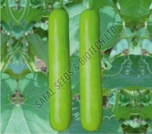 Gourd Seeds