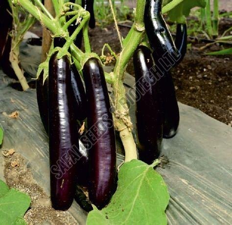 F1-Rohit Brinjal Seeds F1-Rohit Brinjal Seeds