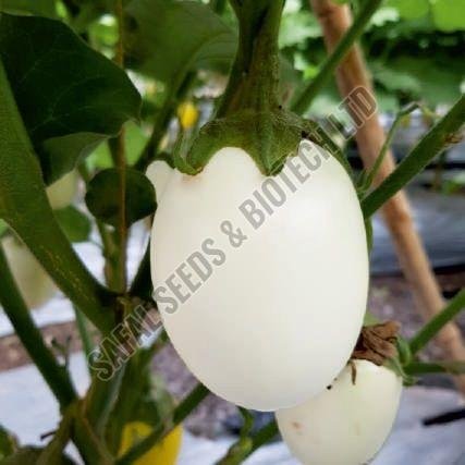 F1-Shivam Brinjal Seeds