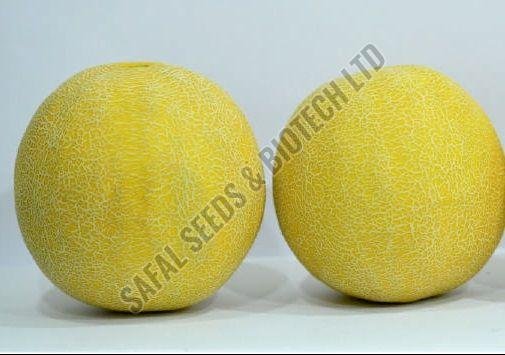 F1 SSB 107 Muskmelon Seeds