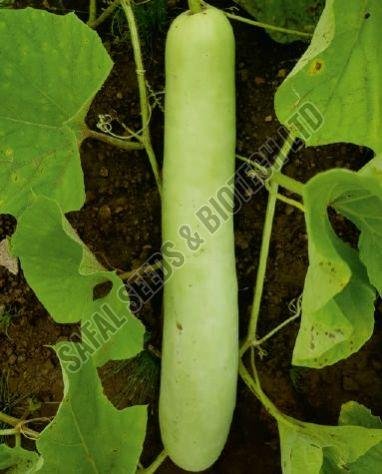 F1-SSB 145 Bottle Gourd Seeds F1-SSB 145 Bottle Gourd Seeds