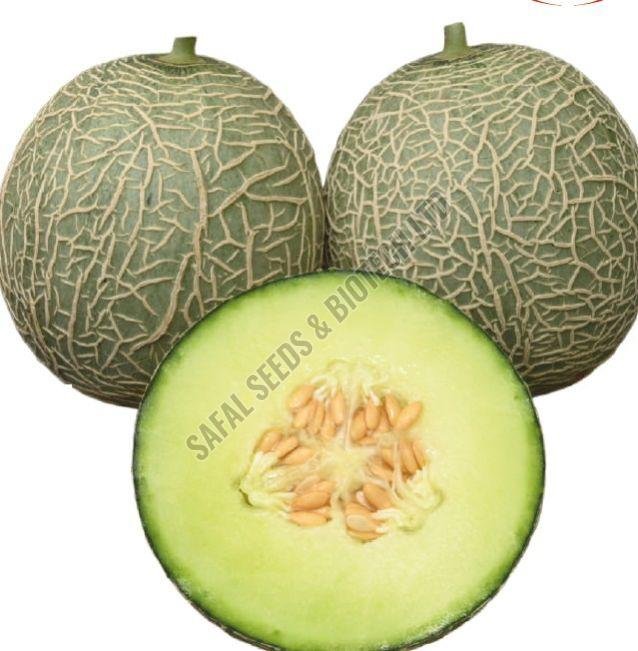 F1-SSB 22 Muskmelon Seeds F1-SSB 22 Muskmelon Seeds