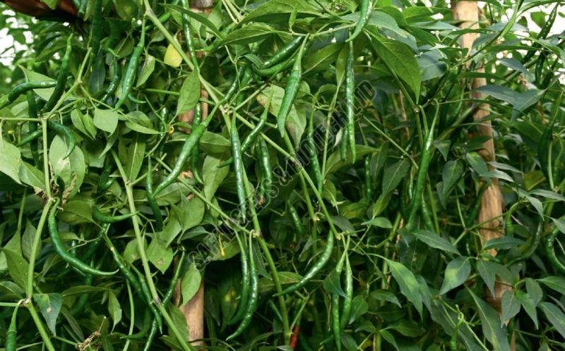 F1 SSB 251 Chilli Seeds