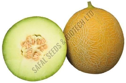 F1-SSB 317 Muskmelon Seeds
