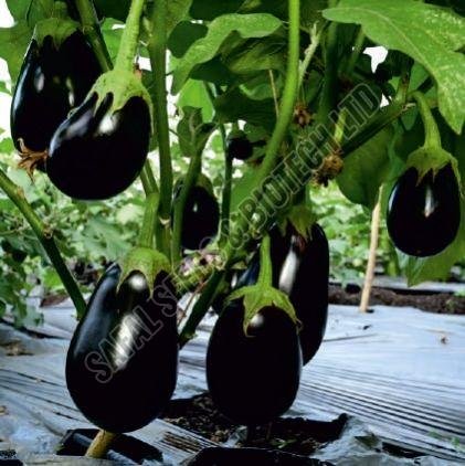 F1-SSB 415 Brinjal Seeds F1-SSB 415 Brinjal Seeds