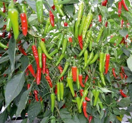 F1-SSB 756 Chilli Seeds F1-SSB 756 Chilli Seeds