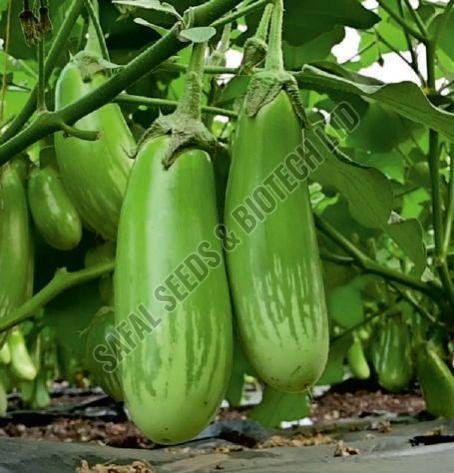 F1-SSB 766 Brinjal Seeds F1-SSB 766 Brinjal Seeds
