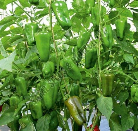 F1-SSB 886 Capsicum Seeds F1-SSB 886 Capsicum Seeds