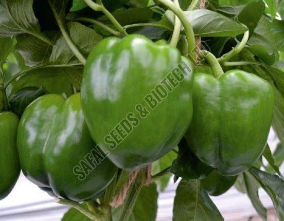 Safal Wonder Capsicum Seeds