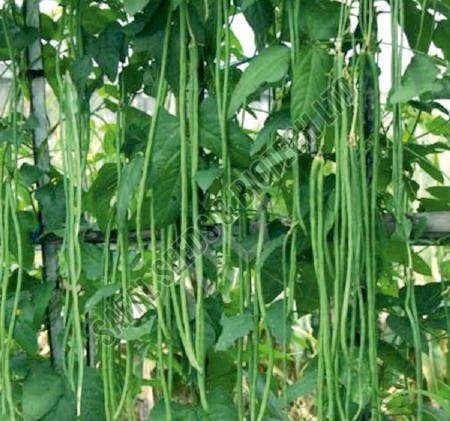 Sel.SSB 797 Beans Seeds Sel.SSB 797 Beans Seeds
