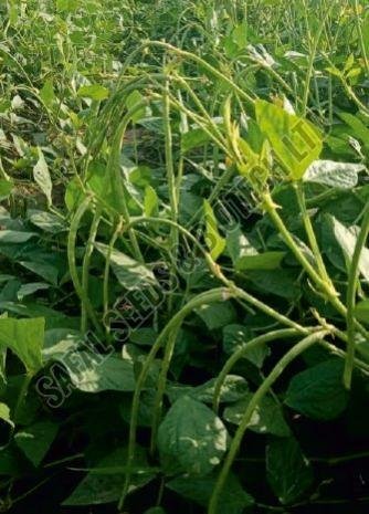 SSB 209 Beans Seeds SSB 209 Beans Seeds