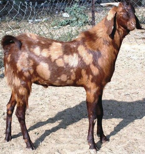Live Sirohi Goat