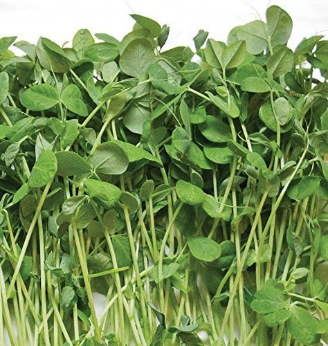 Organic Pea Shoot Microgreen