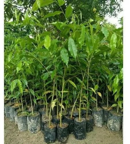 Full Sun Exposure Agarwood Plant