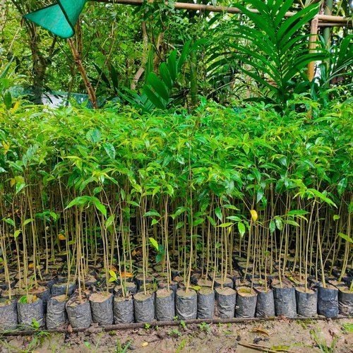 Natural Agarwood Plant