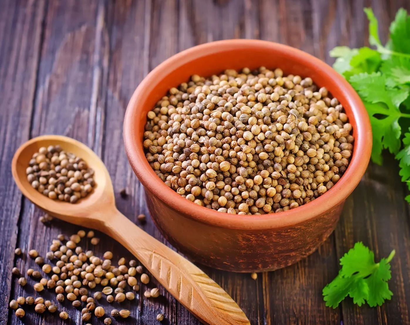 Coriander Seeds