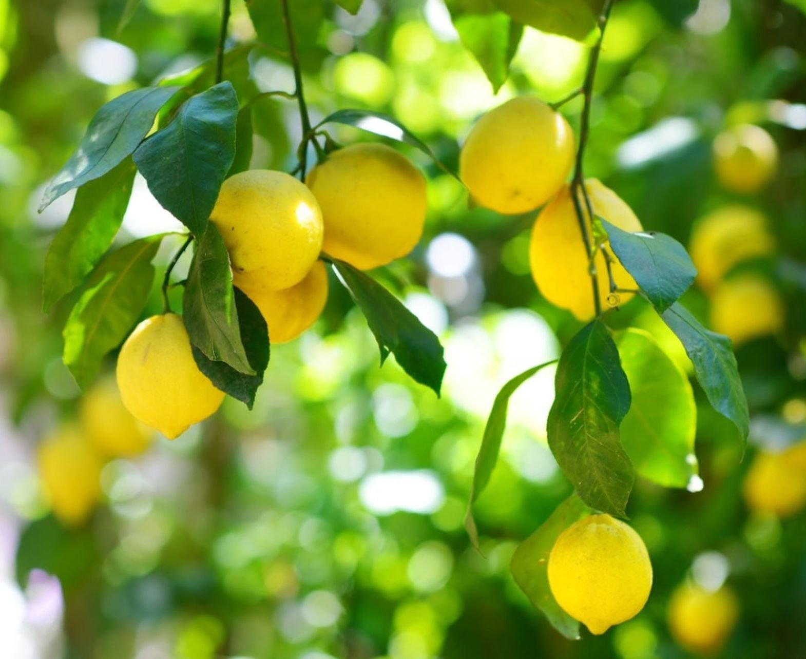 Fresh Yellow Lemon