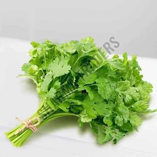 A Grade Fresh Coriander Leave