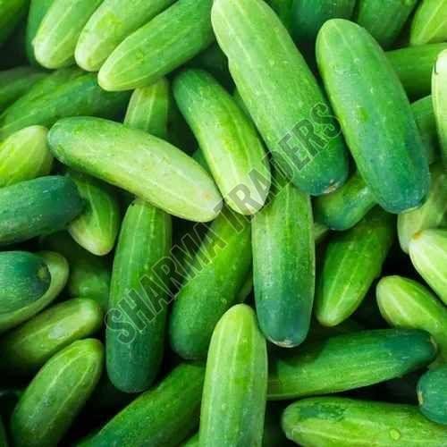A Grade Fresh Cucumber
