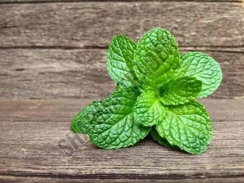 A Grade Fresh Mint Leave
