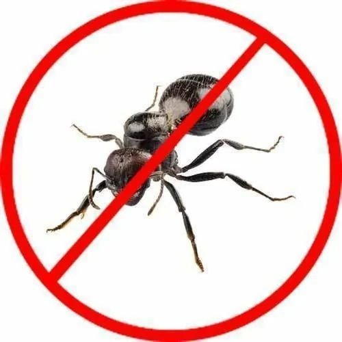 Black Ant Control Services