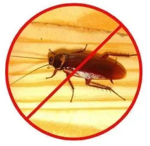 Cockroach Control Services
