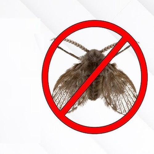 Drain Flies Control Services