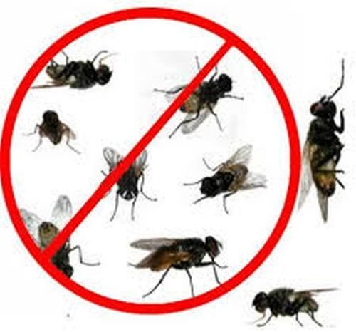 Fly Control Services
