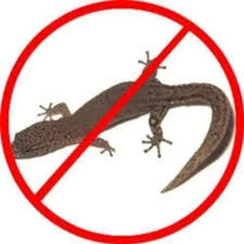 Lizard Control Services
