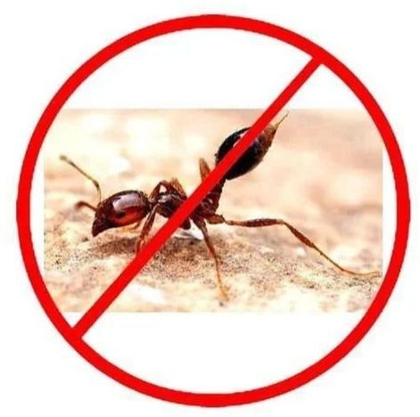 Red Ant Control Services